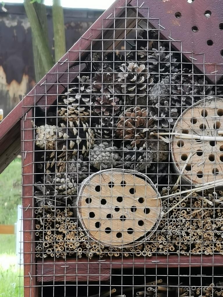 livebirdspoland_497ab987521adb91752e85fa00261054.jpg
