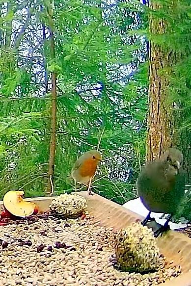 livebirdspoland_eb02fd17c71429e84e24bff983217831.jpg