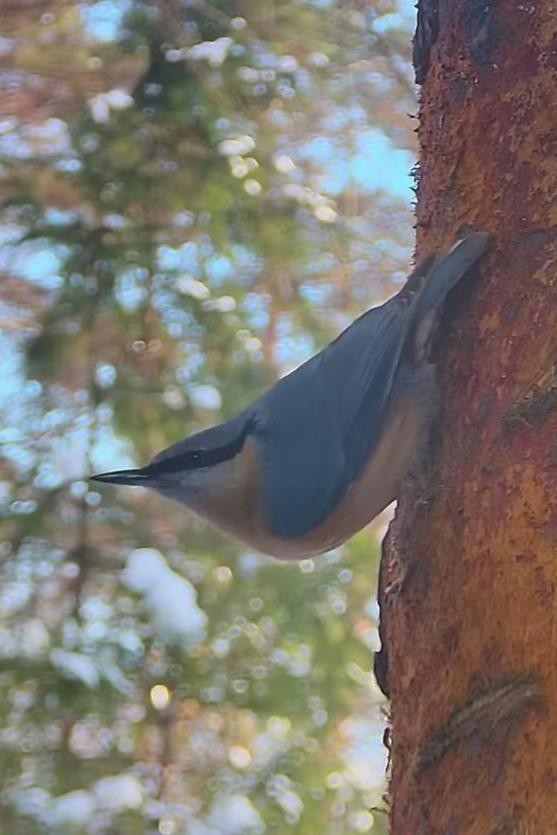 livebirdspoland_554c4a1b72ddc9de97ca5ab740de4640.jpg