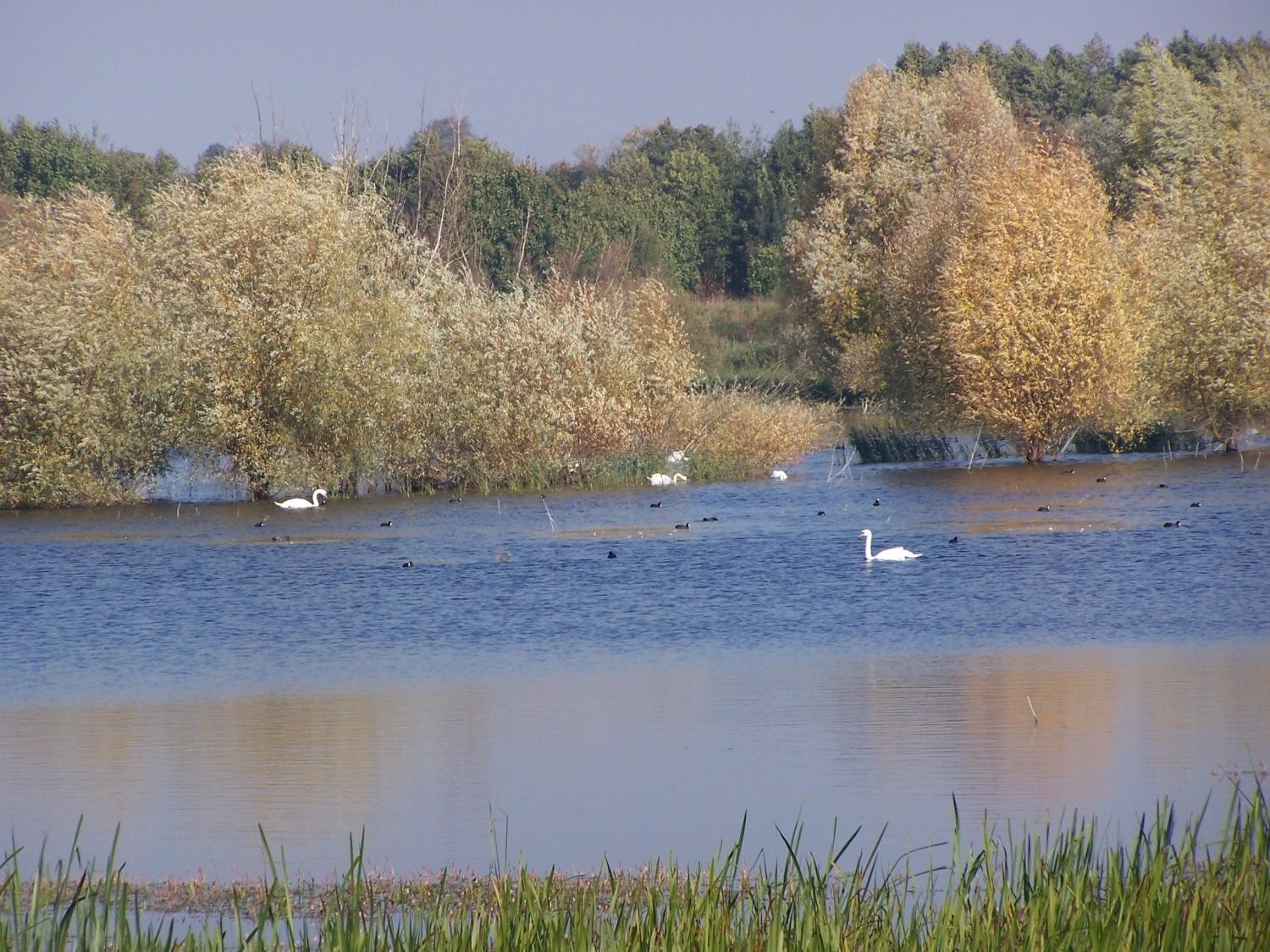 livebirdspoland_0ad5f72e876825286d4e79a69bd73a3f.jpg
