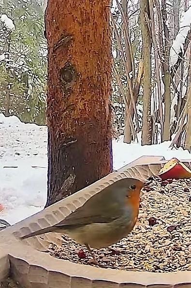 livebirdspoland_8f39745caa9522a753b9d59e913738ec.jpg