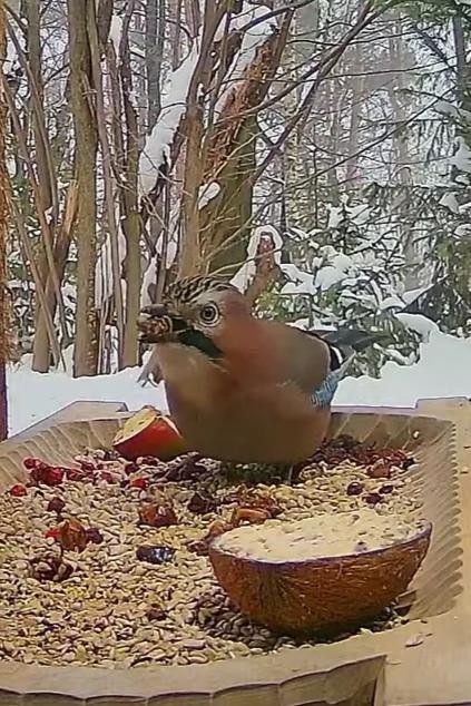 livebirdspoland_efb30090ac075fe608c354780ccd0f85.jpg