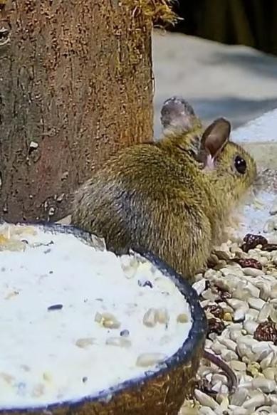 livebirdspoland_cea1baf8397ec84fd8cc4c69b2cdfcc8.jpg