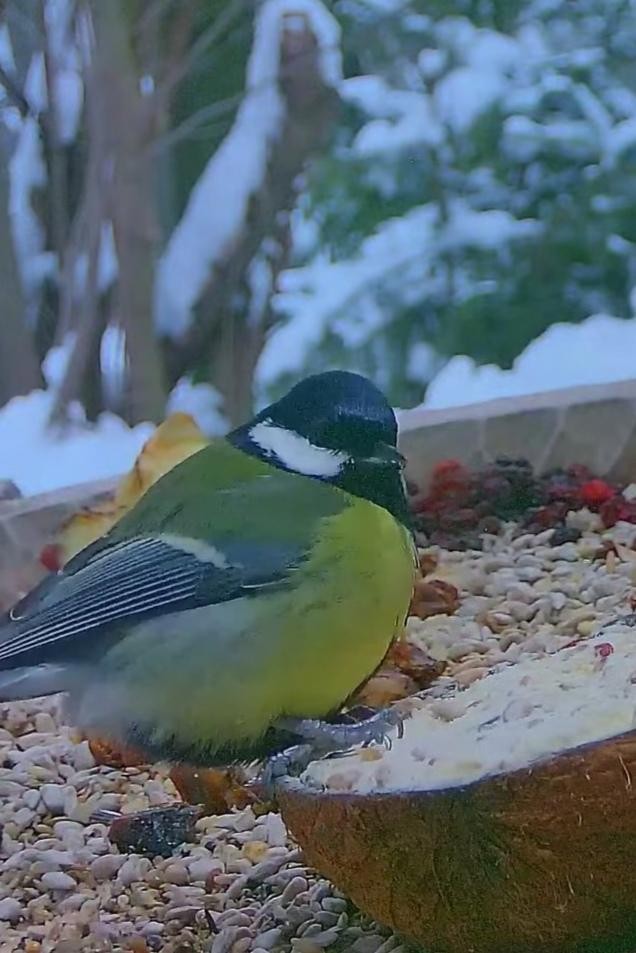 livebirdspoland_b7f09a17627747c941949285b48a3c6c.jpg