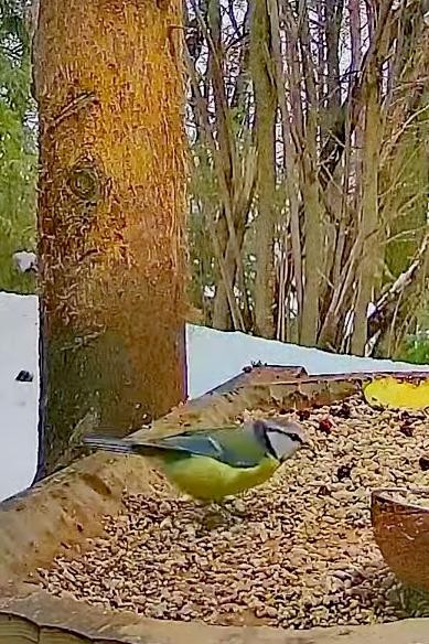livebirdspoland_04f2424065249bb97758ac0124a9581d.jpg