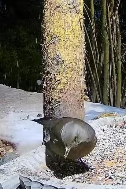 livebirdspoland_19464a0be9d19712f31af30695e57a9c.jpg
