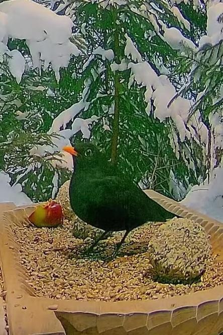 livebirdspoland_409fe6f76ba9f9d7e1a629458a74c42a.jpg