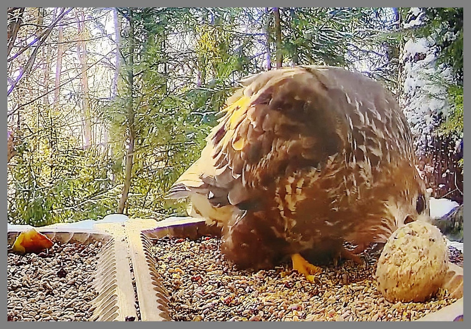 livebirdspoland_b3639b29ae9635c7f9f36311d17c7754.jpg