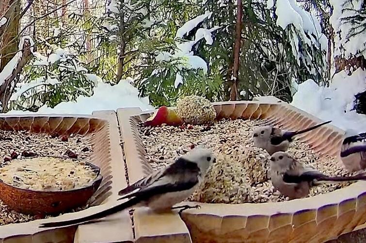 livebirdspoland_911ce171ebc4d5471f0645a0f685b27a.jpg