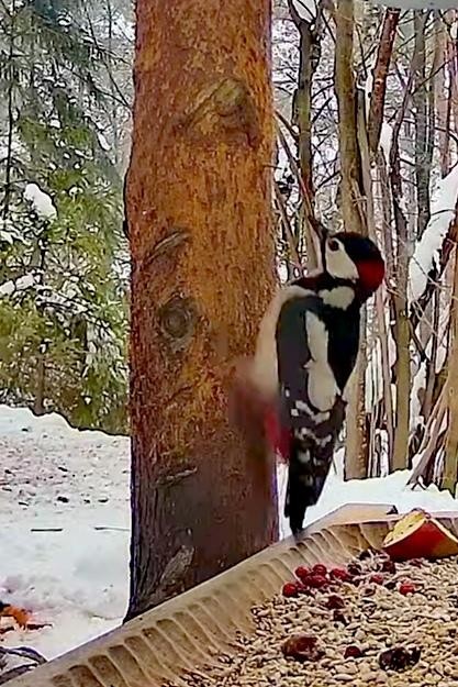 livebirdspoland_e2719f5754a26309ed0bfa57636459a1.jpg