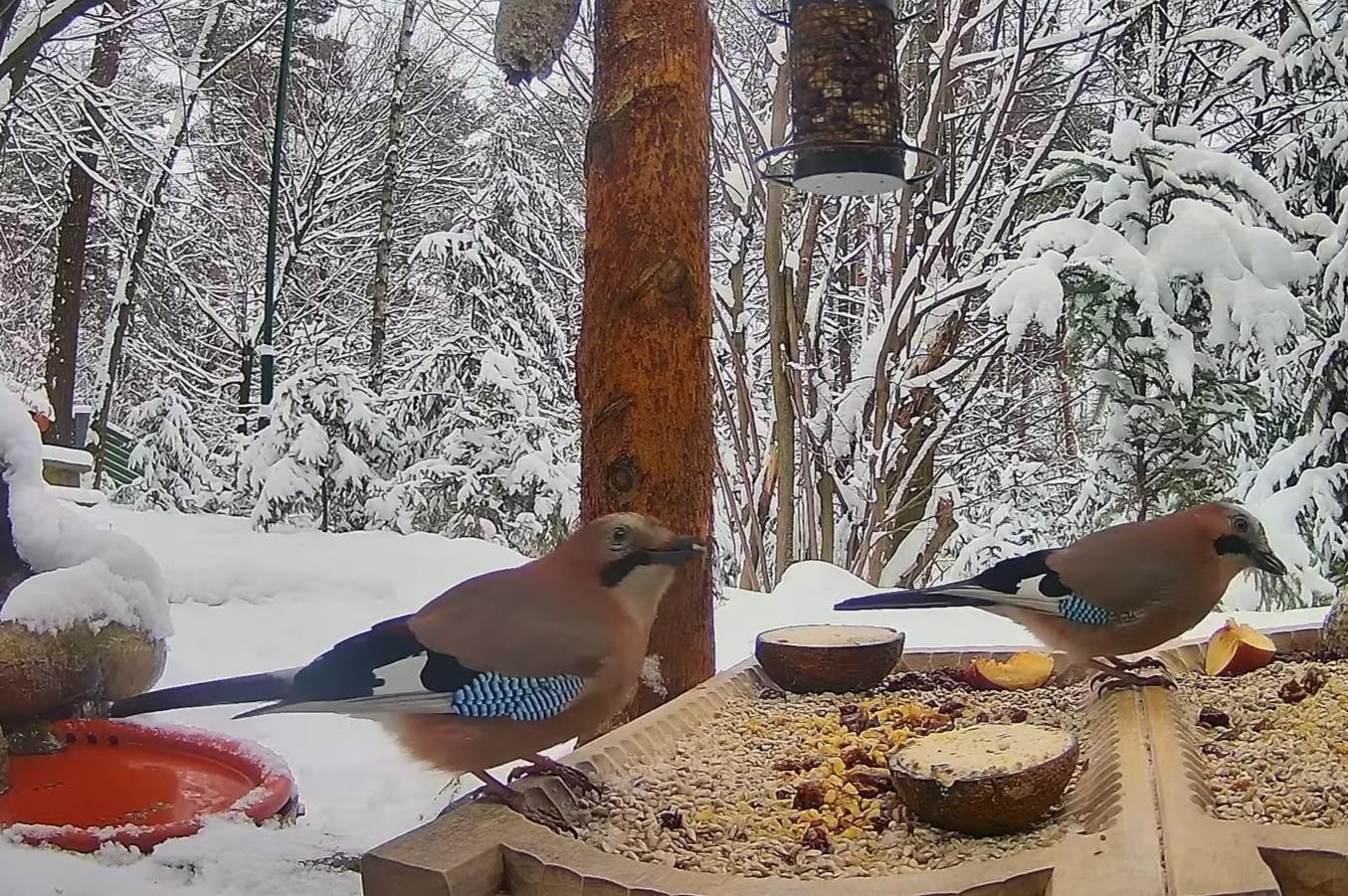 livebirdspoland_5ad544b7b752ce15b9896bfbe1bf3896.jpg
