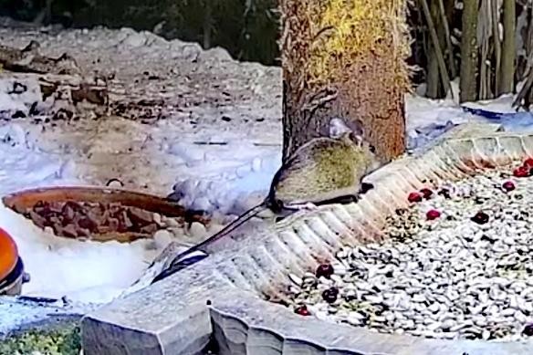 livebirdspoland_ce8e7402f379d3b595d4c14414a0317c.jpg