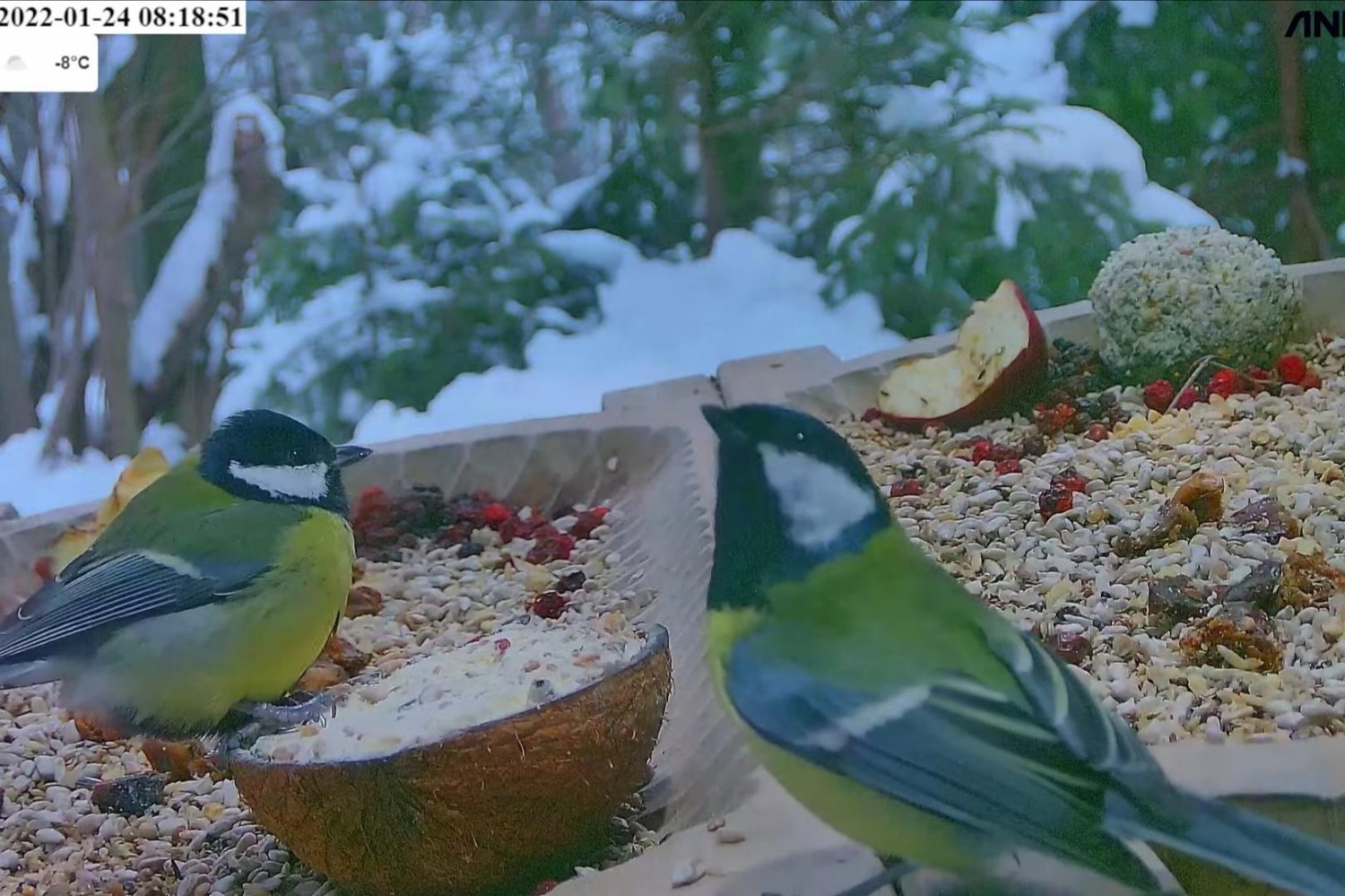 livebirdspoland_f749e67b4cbc2276ee0cf8fbe529499e.jpg