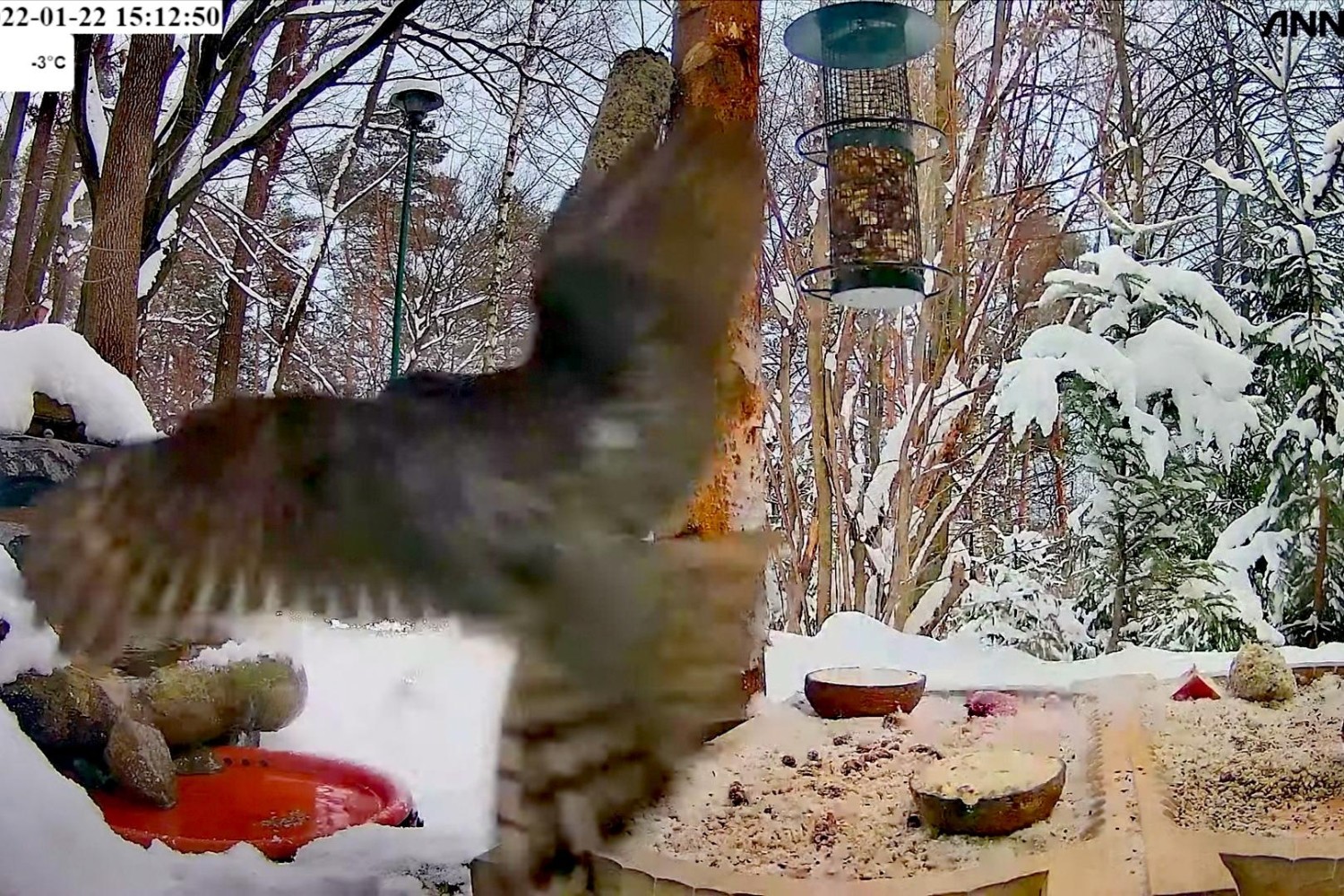 livebirdspoland_027cd73b9e6d00aa9a49f49a5b7cca56.jpg