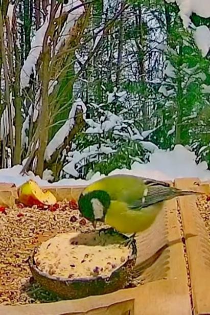 livebirdspoland_46d00d9c4d014e6f184049455a4df789.jpg