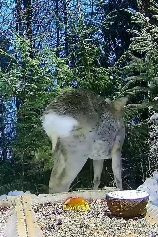 livebirdspoland_b60ab360fa0bc54e7d73d7d81d8ea93c.jpg
