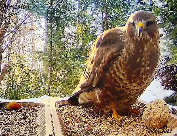 livebirdspoland_c31f6e2272995f624c64e4edfad875ce.png
