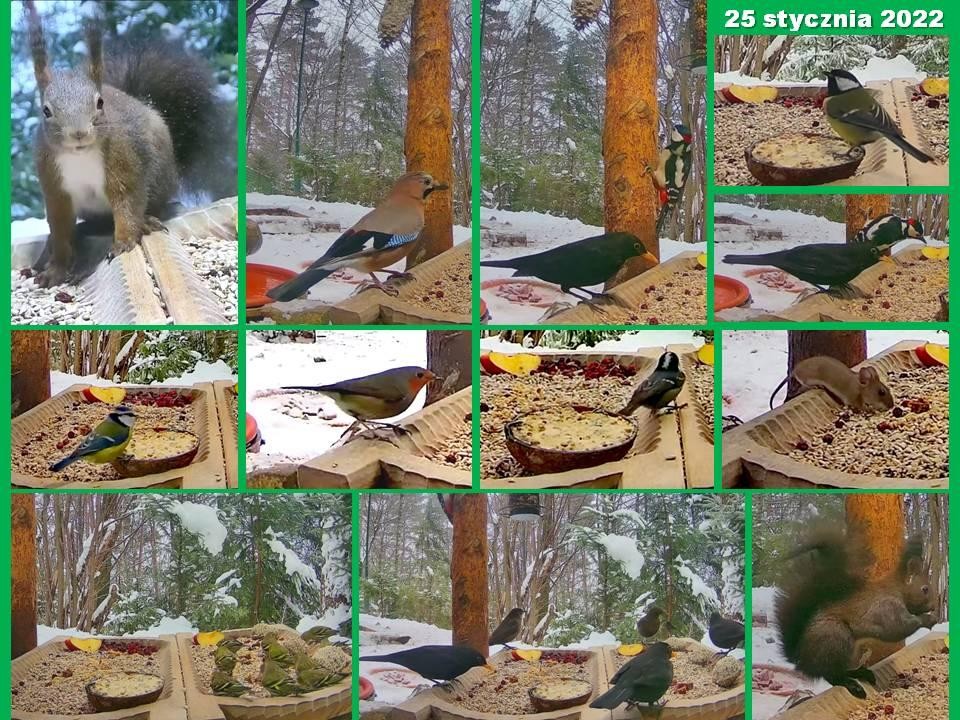 livebirdspoland_27c5ee10a94b9df41415109ab65876c0.jpg