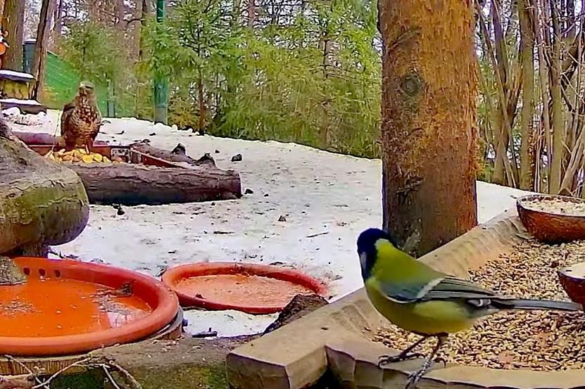livebirdspoland_eab2efd722446fa8fbf3df76f62b496f.jpg