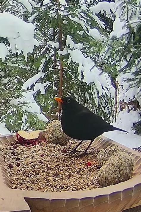 livebirdspoland_2987684a554f933b73ca1e7e6f11dfd3.jpg