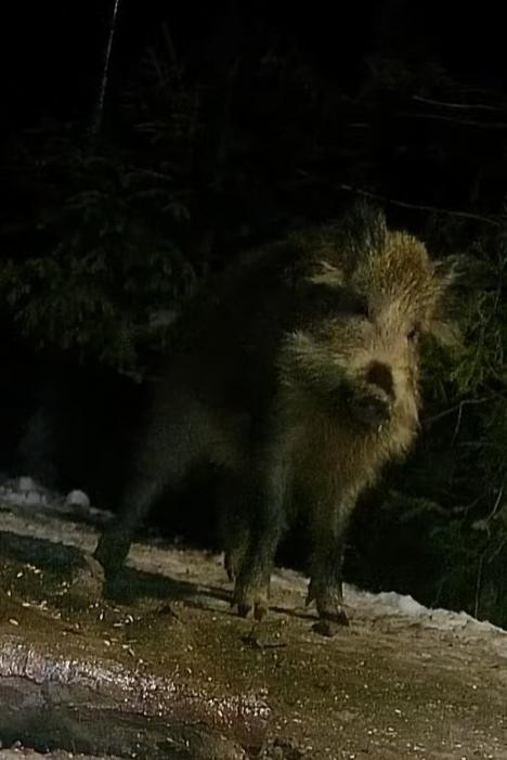 livebirdspoland_e9e2b65e9b9b4d117bc517ad4fd40294.jpg