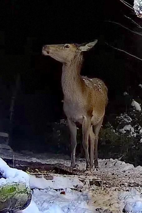 livebirdspoland_293b82dd0c363b5dbd20ef7d6df5cccb.jpg