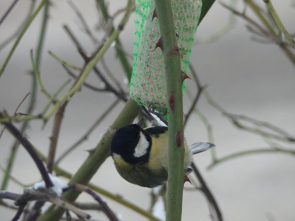 livebirdspoland_b7c837246277ada9762886b6b59387d5.jpg