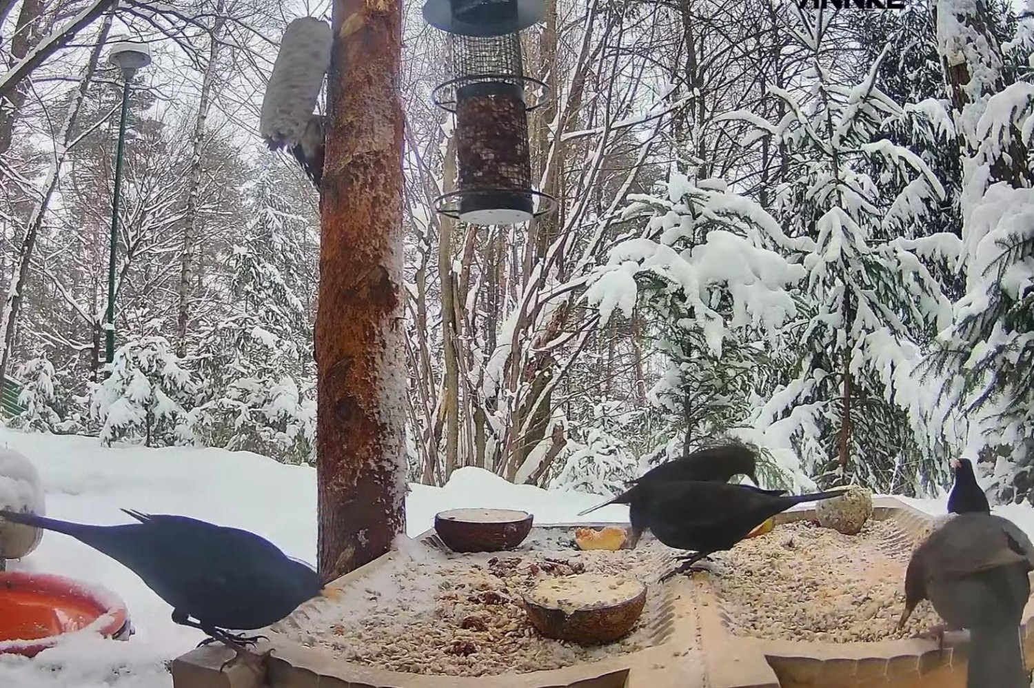 livebirdspoland_5f319a59630b77a83fefb7c7a41bb24d.jpg