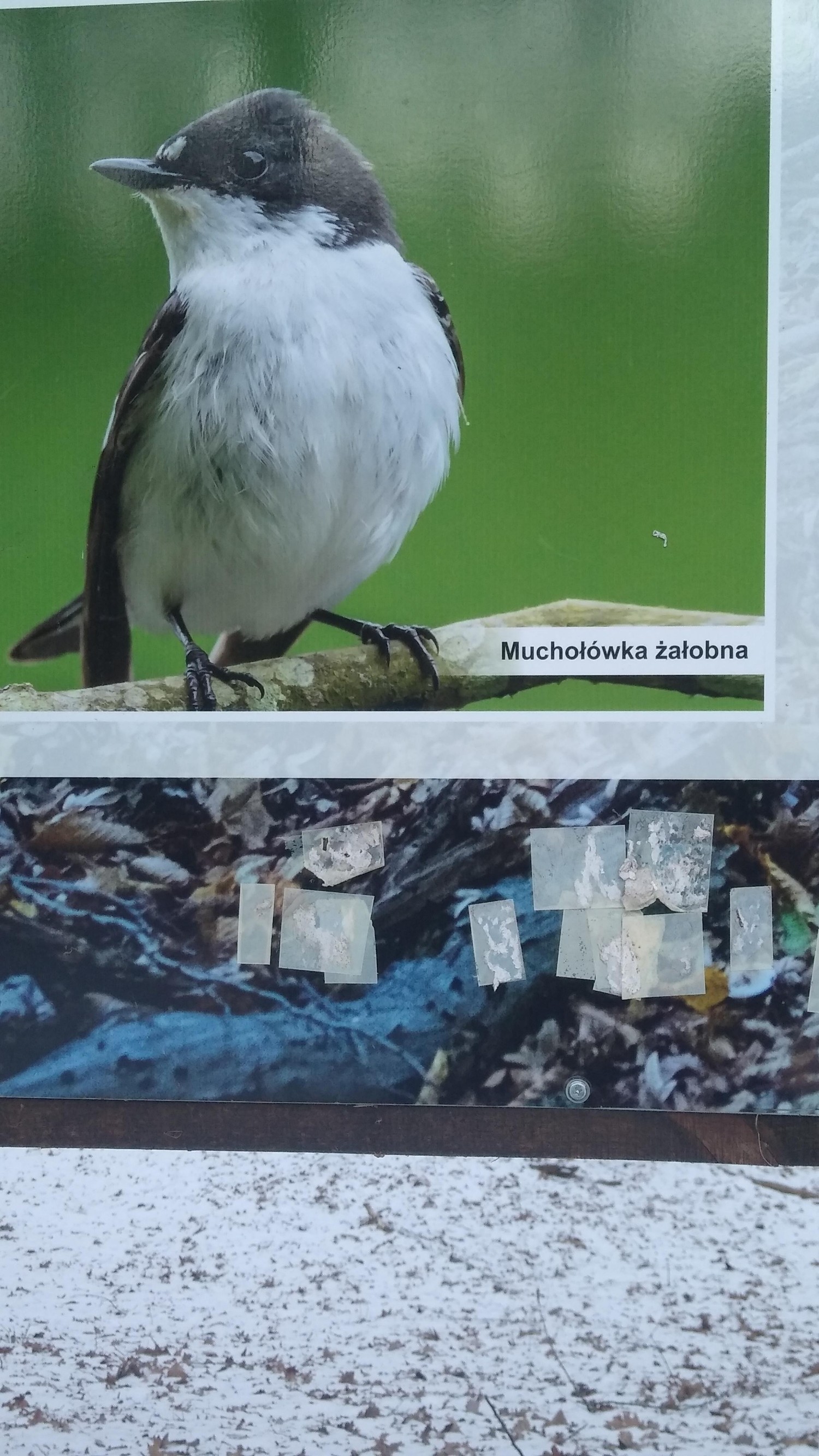livebirdspoland_fbad243c48afa49ecdf89a200fb26a15.jpg