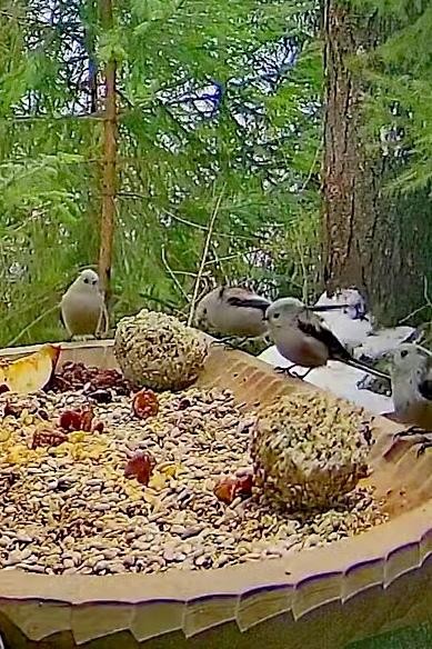 livebirdspoland_22bfa4d475821d9335ae487284ec2944.jpg