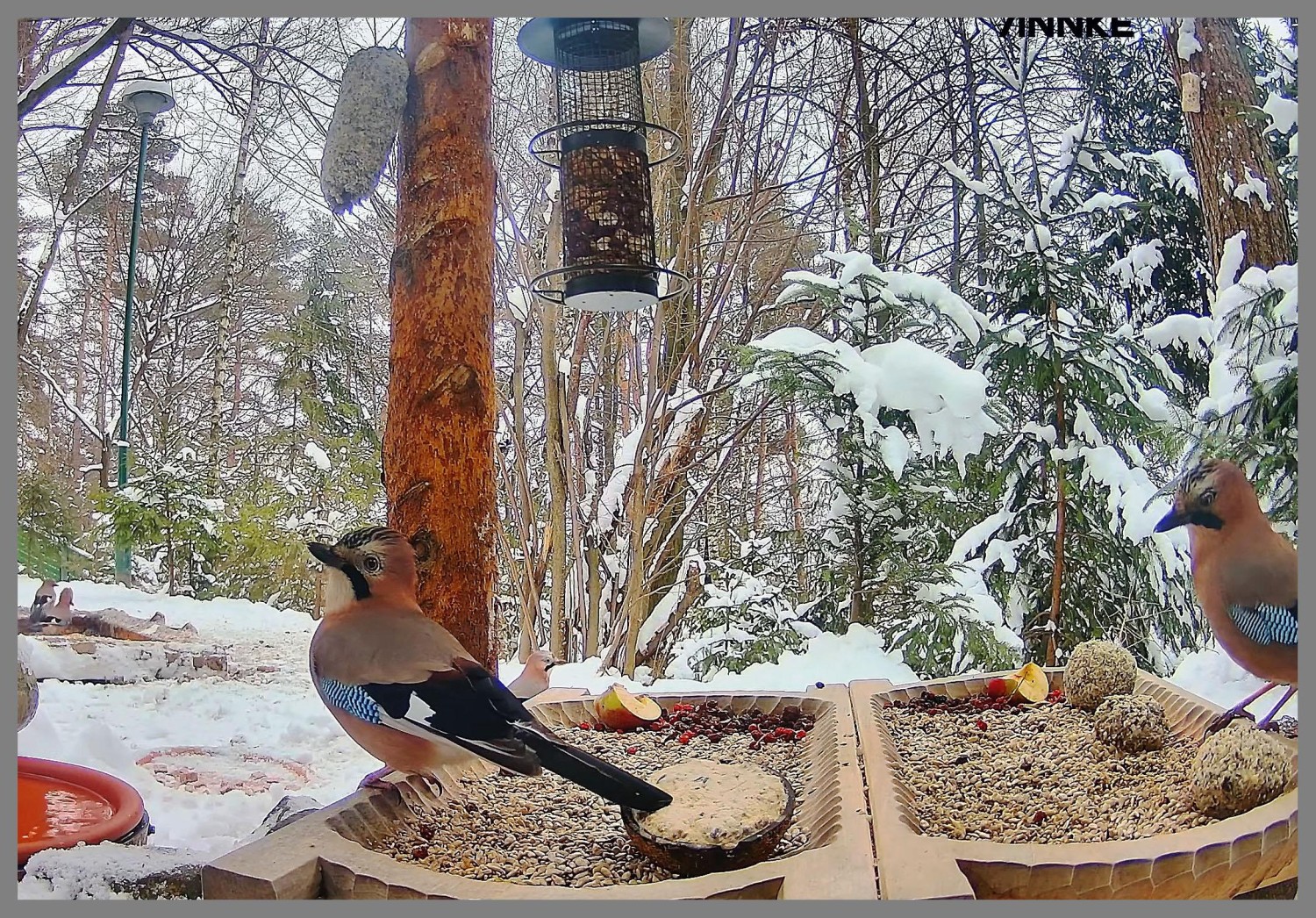 livebirdspoland_3b191896e38a11a6c8cee253d639abe0.jpg