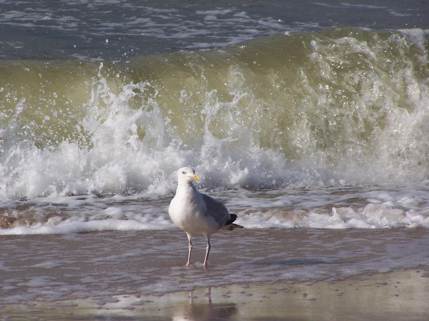 livebirdspoland_58fa0069f2dd5bc6b5dbe62118da4899.jpg