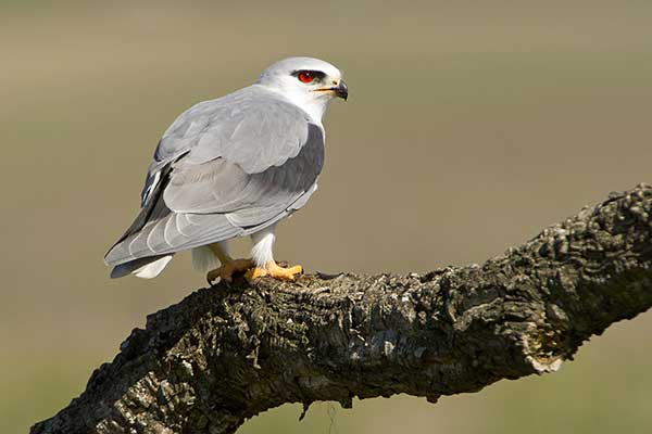 livebirdspoland_045596c1a83d3e29d2c8eb6cbbb72d85.png