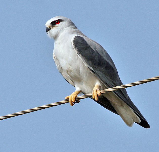 livebirdspoland_27129ab00e5a72fd0225bb5119875537.png