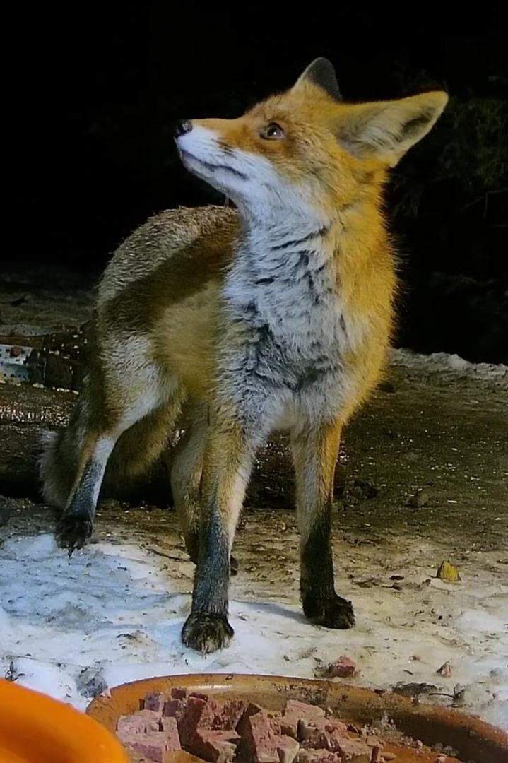 livebirdspoland_e21245e6422c074de367ccaeb7bce68b.jpg
