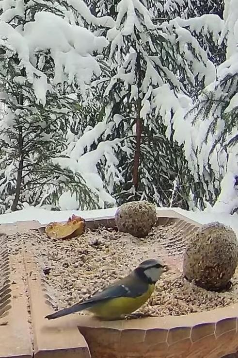 livebirdspoland_44c3d9083b891382670bf11577143f81.jpg