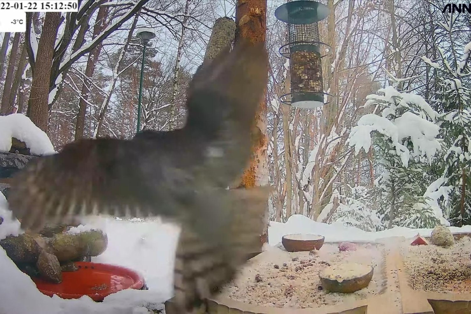 livebirdspoland_945529372a0f1ef51230dbbed89e2fe5.jpg
