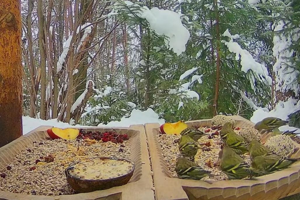 livebirdspoland_62367bc3d655515c2ca4f18de715ac6e.jpg