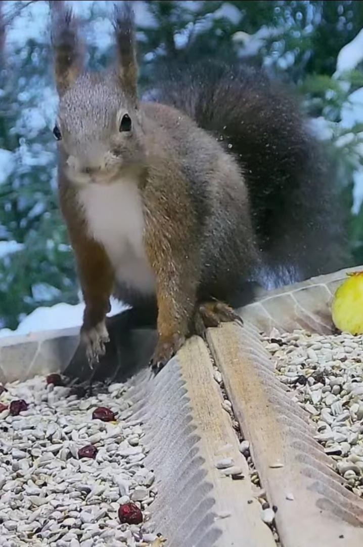 livebirdspoland_f749e633269828e46cfa5206197e718c.jpg