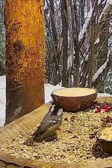 livebirdspoland_5e78e277cec5adb497645c458336ff94.jpg