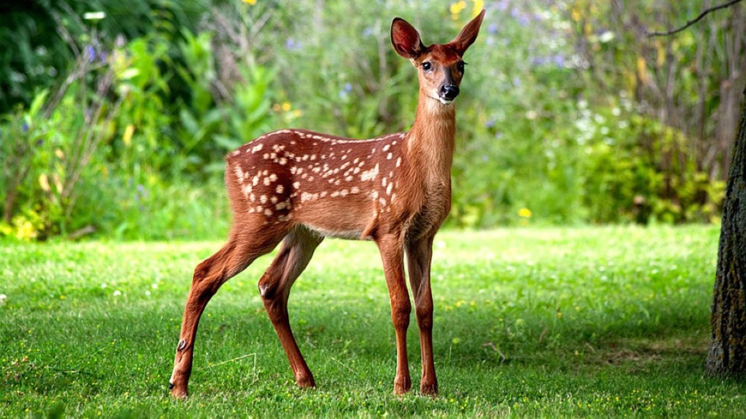 livebirdspoland_72538e4f1fa624609310e2de00ad311b.jpg