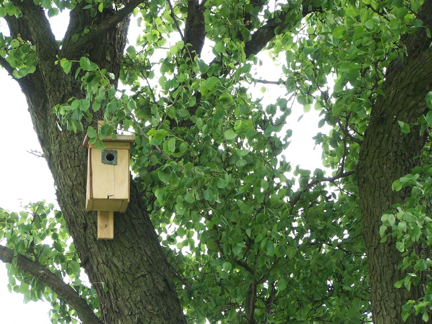 livebirdspoland_8a4b7c7e1a3c4ea40ab8fdde3d3b4c29.jpg