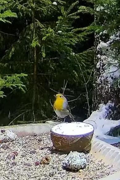 livebirdspoland_c2c7111d3b132acf46cca587d04303f3.jpg
