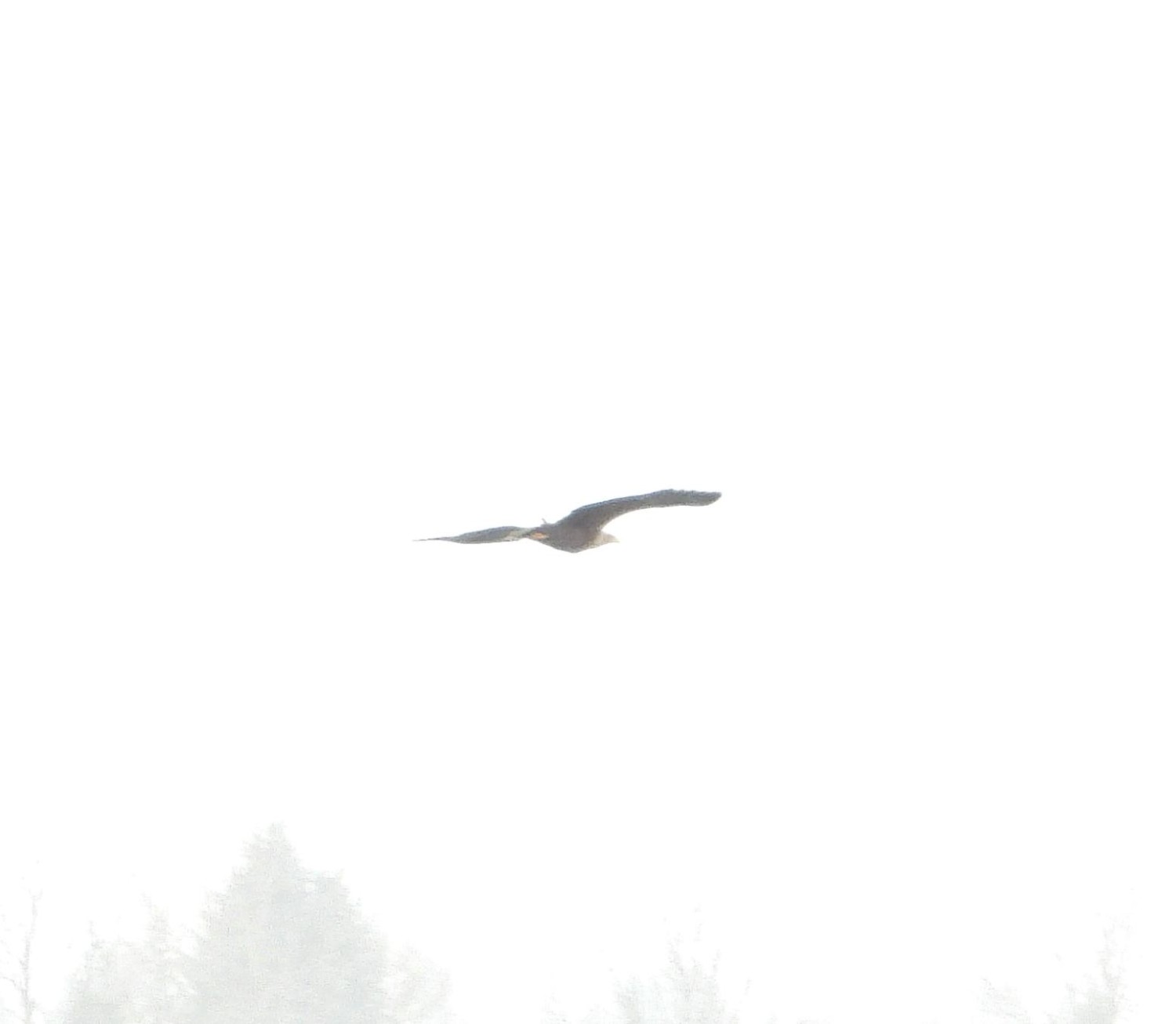 livebirdspoland_c9661d60a4e7a4c5010e6cc41fc8d92d.jpg
