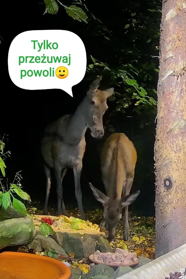 livebirdspoland_3a41550d717c08e89f868402ef130b6d.jpg