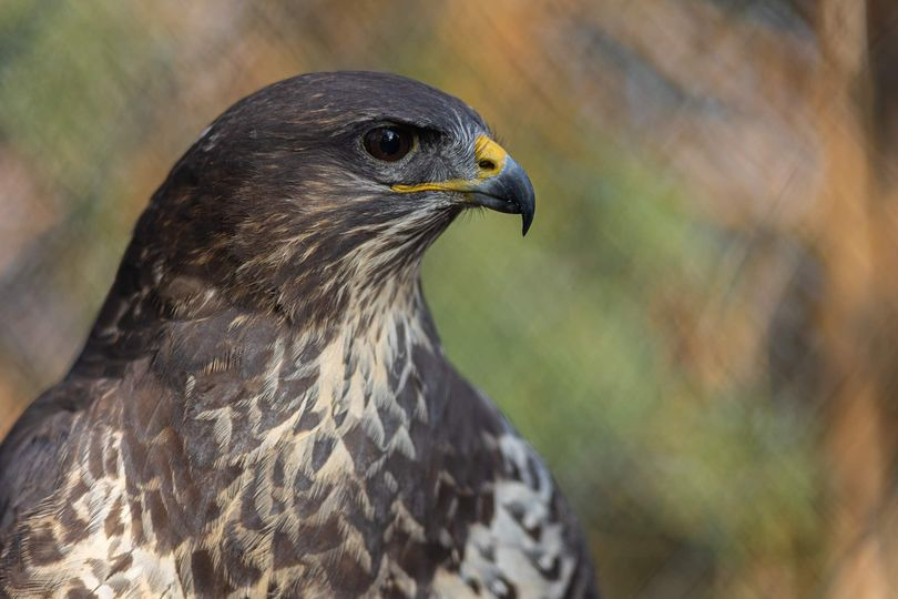 livebirdspoland_e22e7ea5ac82e550adfb0f8c4c0d31bf.png