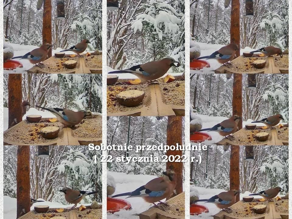 livebirdspoland_4d65fe74edc938341fdc8d7db88b3bb7.jpg