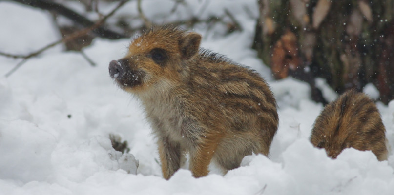 livebirdspoland_d6d371625004d090eacd29ab3d87c60c.png