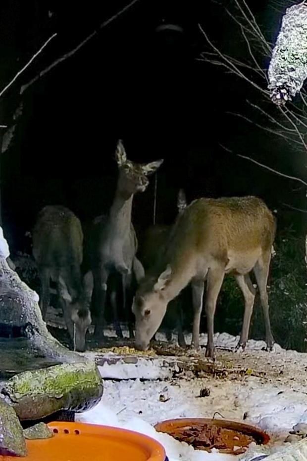 livebirdspoland_1db3a5e0cc8c7b5e67d1e66bb667efa9.jpg