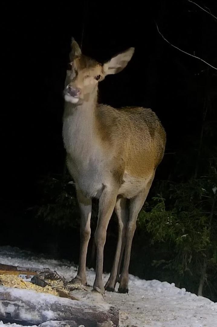 livebirdspoland_98f732cf8f1f06f2c7f4a1e75b0c4914.jpg